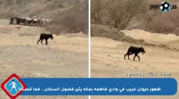 ظهور حيوان غريب في وادي فاطمة بمكة يثير فضول السكان.. فما قصته؟